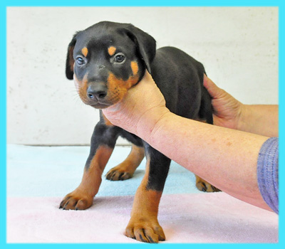 ドーベルマン　ブラックタン　オス　子犬販売の専門店　AngelWan　横浜