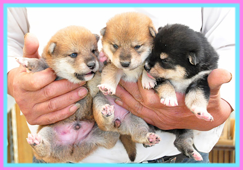 柴犬　子犬販売の専門店　AngelWan　横浜