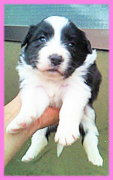 ボーダーコリー　ブラック＆ホワイト　メス　子犬販売の専門店　AngelWan　横浜