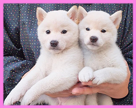 柴犬　白　メス　子犬販売の専門店　AngelWan　横浜