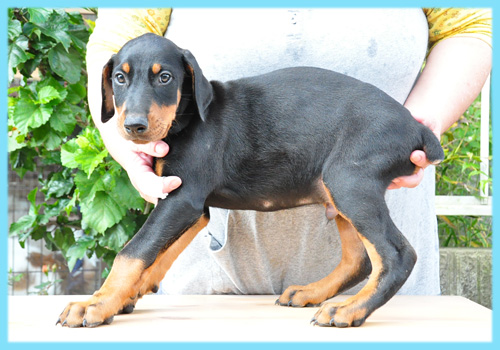 ドーベルマン ブラックタン オス 子犬販売の専門店 AngelWan 横浜