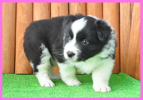 ボーダーコリー　ブラック＆ホワイト　メス　子犬販売の専門店　AngelWan　横浜