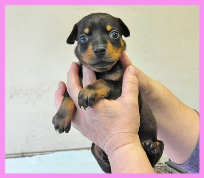 ドーベルマン　ブラックタン　メス　子犬販売の専門店　AngelWan　横浜