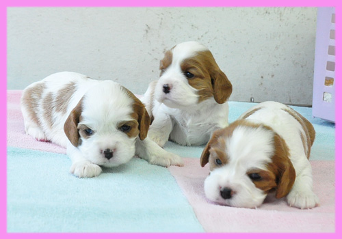 キャバリア メス 子犬販売の専門店 AngelWan 横浜