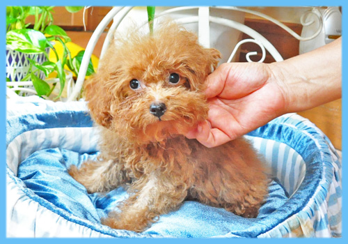 トイプードル　レッド　オス　子犬販売の専門店　AngelWan　横浜