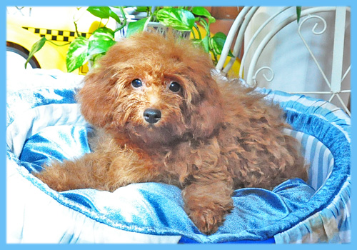 トイプードル　レッド　オス　子犬販売の専門店　AngelWan　横浜