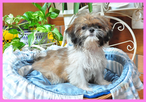 シーズー ホワイト&ゴールド メス 子犬販売の専門店 AngelWan 横浜