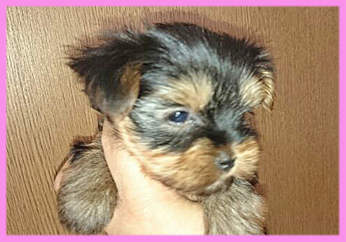 ヨークシャテリア メス 子犬販売の専門店 AngelWan 横浜