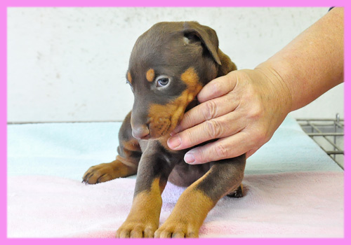 ドーベルマン　チョコレートタン　メス　子犬販売の専門店　AngelWan　横浜