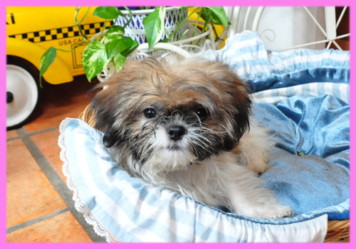 シーズー ホワイト&ゴールド メス 子犬販売の専門店 AngelWan 横浜