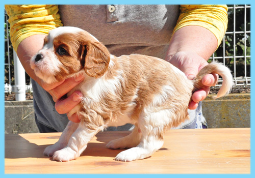 キャバリア　ブレンハイム　オス　子犬販売の専門店　AngelWan　横浜