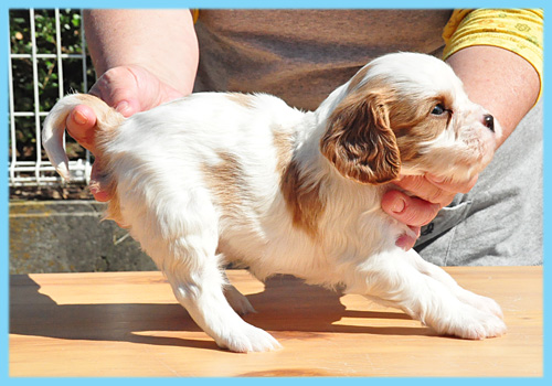 キャバリア　ブレンハイム　オス　子犬販売の専門店　AngelWan　横浜