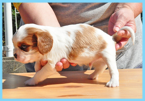 キャバリア　ブレンハイム　オス　子犬販売の専門店　AngelWan　横浜