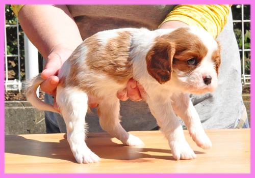 キャバリア　ブレンハイム　メス　子犬販売の専門店　AngelWan　横浜