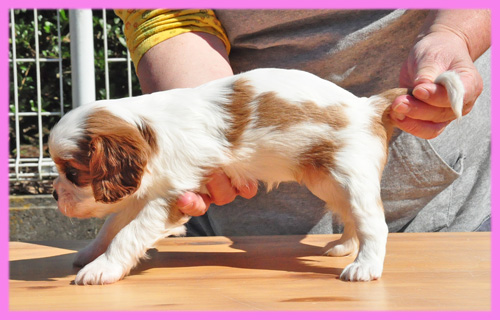 キャバリア　ブレンハイム　メス　子犬販売の専門店　AngelWan　横浜