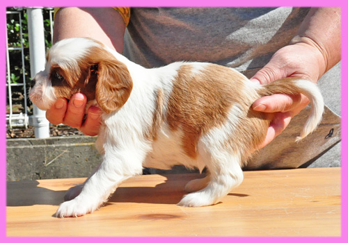 キャバリア ブレンハイム メス 子犬販売の専門店 AngelWan 横浜