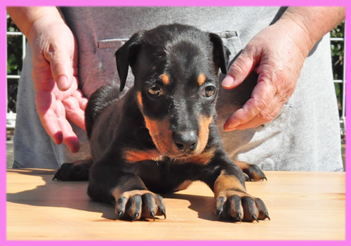ドーベルマン　ブラックタン　メス　子犬販売の専門店　AngelWan　横浜
