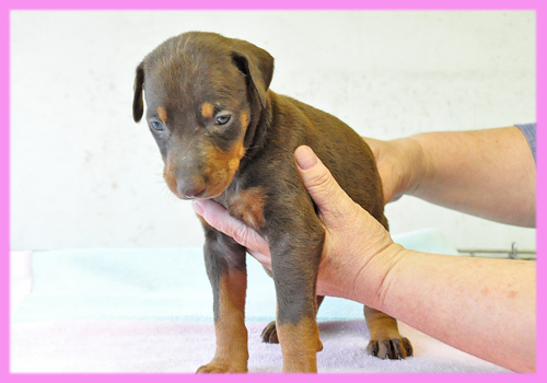 ドーベルマン チョコレートタン メス 子犬販売の専門店 AngelWan 横浜