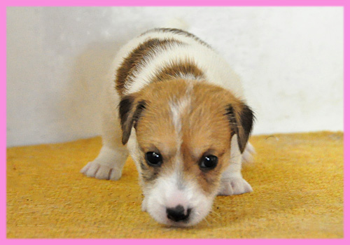 ジャックラッセルテリア　タン＆ホワイト　メス　子犬販売の専門店　AngelWan　横浜