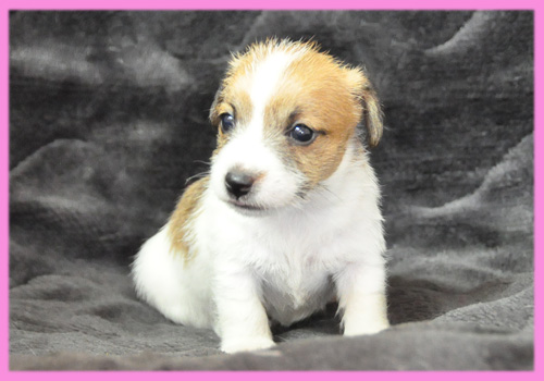 ジャックラッセルテリア　タン＆ホワイト　メス　子犬販売の専門店　AngelWan　横浜