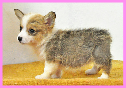 コーギー　メス　子犬販売の専門店　AngelWan　横浜