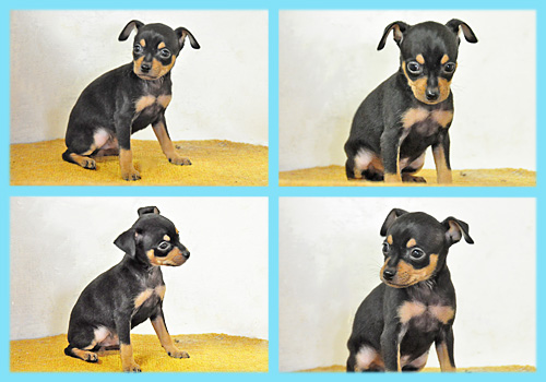 ミニチュアピンシャー　ブラックタン　オス　子犬販売の専門店　AngelWan　横浜