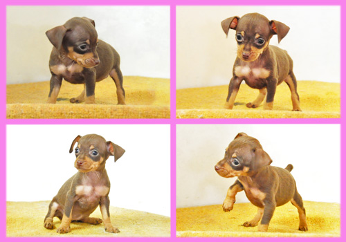 ミニチュアピンシャー　チョコレートタン　メス　子犬販売の専門店　AngelWan　横浜