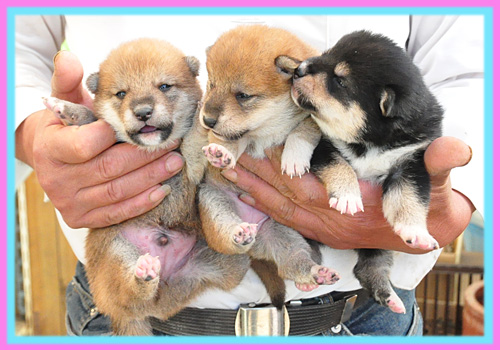 柴犬　子犬販売の専門店　AngelWan　横浜