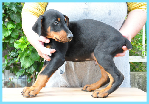 ドーベルマン ブラックタン オス 子犬販売の専門店 AngelWan 横浜