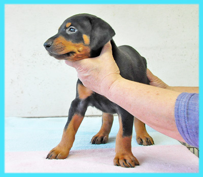 ドーベルマン　ブラックタン　オス　子犬販売の専門店　AngelWan　横浜