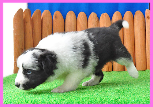 ボーダーコリー ブルーマール メス 子犬販売の専門店 AngelWan 横浜