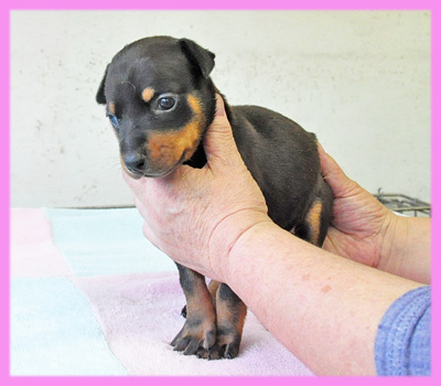 ドーベルマン　ブラックタン　メス　子犬販売の専門店　AngelWan　横浜