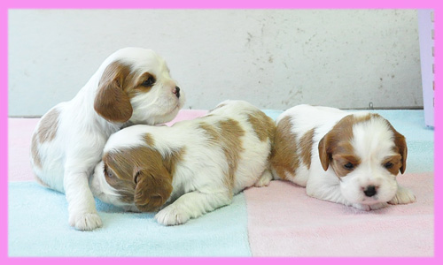 キャバリア メス 子犬販売の専門店 AngelWan 横浜