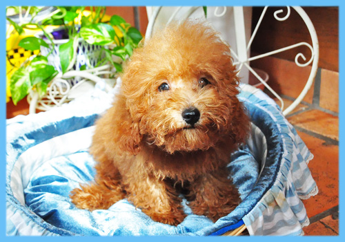 トイプードル レッド オス 子犬販売の専門店 AngelWan 横浜