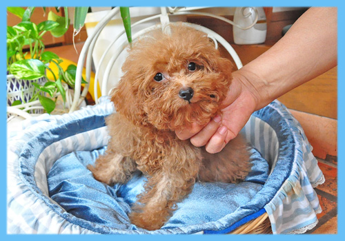 トイプードル　レッド　オス　子犬販売の専門店　AngelWan　横浜