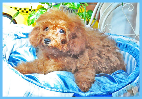 トイプードル　レッド　オス　子犬販売の専門店　AngelWan　横浜