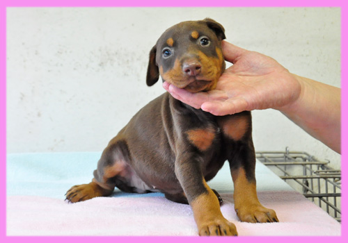 ドーベルマン　チョコレートタン　メス　子犬販売の専門店　AngelWan　横浜
