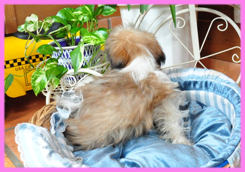 シーズー ホワイト&ゴールド メス 子犬販売の専門店 AngelWan 横浜