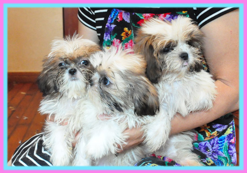 シーズー ホワイト&ゴールド 子犬販売の専門店 AngelWan 横浜