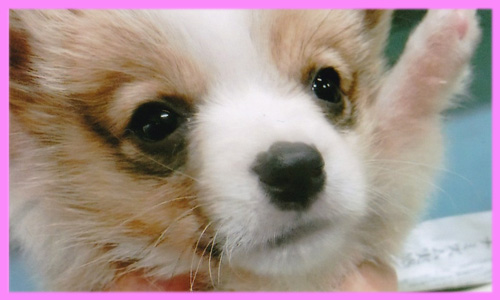 コーギー　レッド＆ホワイト　メス　子犬販売の専門店　AngelWan　横浜