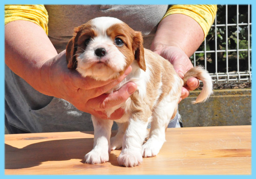キャバリア　ブレンハイム　オス　子犬販売の専門店　AngelWan　横浜