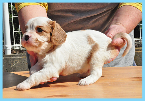 キャバリア　ブレンハイム　オス　子犬販売の専門店　AngelWan　横浜
