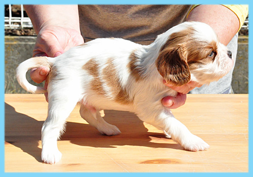 キャバリア　ブレンハイム　オス　子犬販売の専門店　AngelWan　横浜