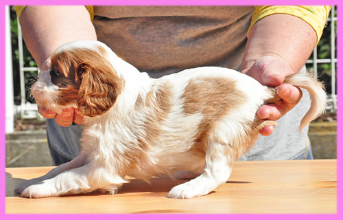 キャバリア　ブレンハイム　メス　子犬販売の専門店　AngelWan　横浜
