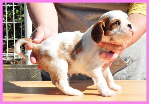 キャバリア　ブレンハイム　メス　子犬販売の専門店　AngelWan　横浜