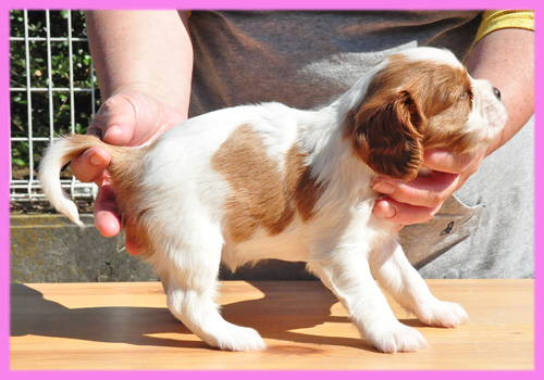 キャバリア ブレンハイム メス 子犬販売の専門店 AngelWan 横浜