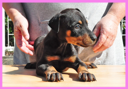 ドーベルマン　ブラックタン　メス　子犬販売の専門店　AngelWan　横浜