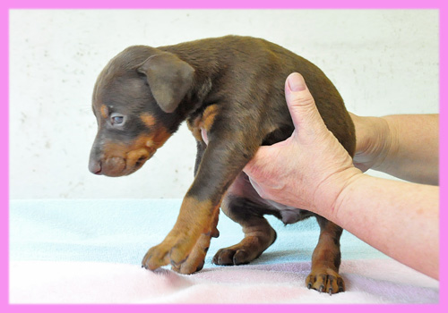 ドーベルマン チョコレートタン メス 子犬販売の専門店 AngelWan 横浜