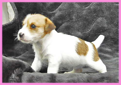 ジャックラッセルテリア　タン＆ホワイト　メス　子犬販売の専門店　AngelWan　横浜