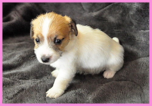 ジャックラッセルテリア　タン＆ホワイト　メス　子犬販売の専門店　AngelWan　横浜